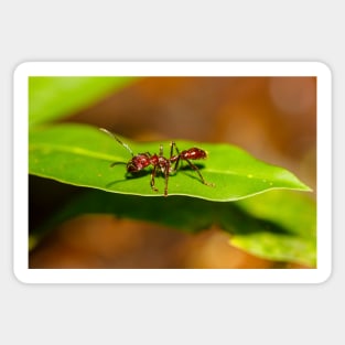 A bullet ant, Paraponera clavata Sticker